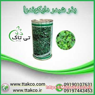 فروش بذر شبدر دایکوندرا | بذر چمن زینتی دایکوندرا