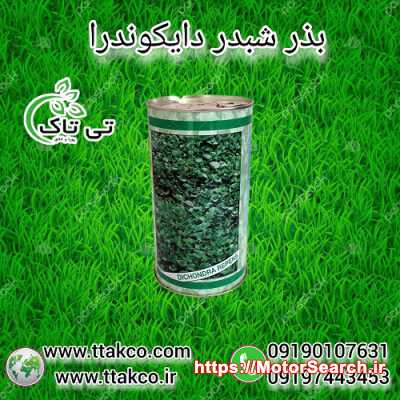 بذر چمن دایکوندرا ، شبدر زینتی - 09197443453