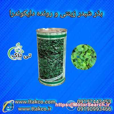 بذر شبدر خارجی | بذر چمن دایکوندرا 09197443453