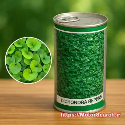 بذر شبدر دایکوندرا:مقاومت و زیبایی در هر فصل